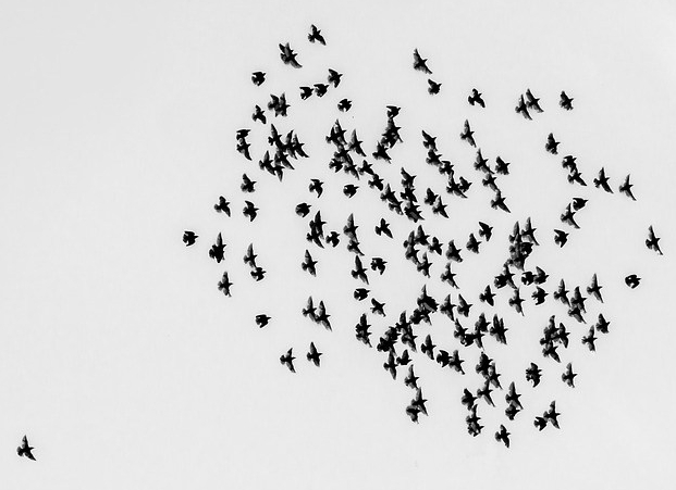 flock-of-birds-in-sky