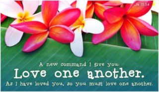 15172-love-one-another-plumeria-400x200